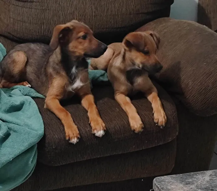 Cachorro ra a SRD-ViraLata idade 2 a 6 meses nome Max e Bidu 