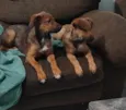 Max e Bidu