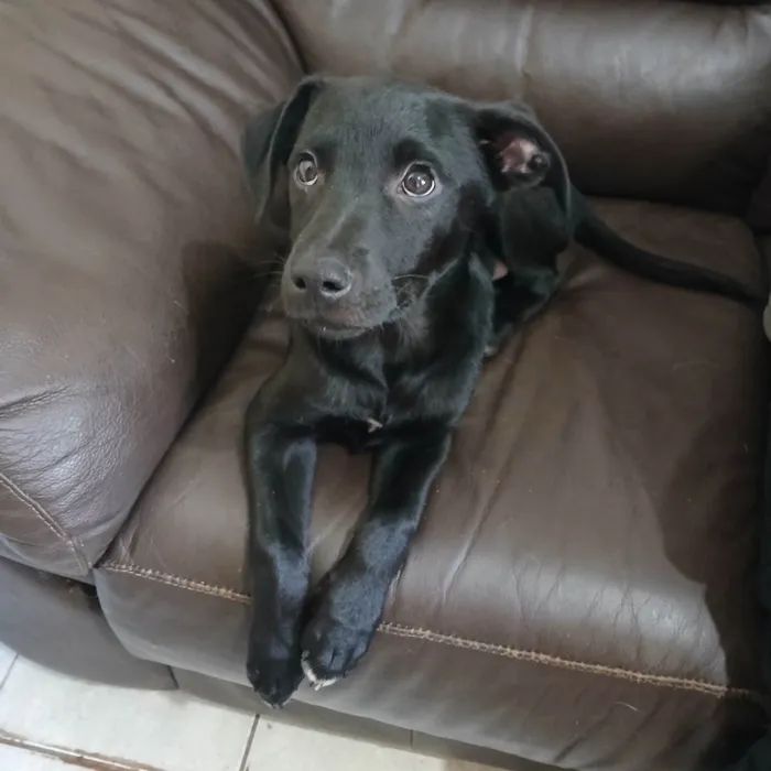 Cachorro ra a SRD-ViraLata idade 2 a 6 meses nome Zé Ruela