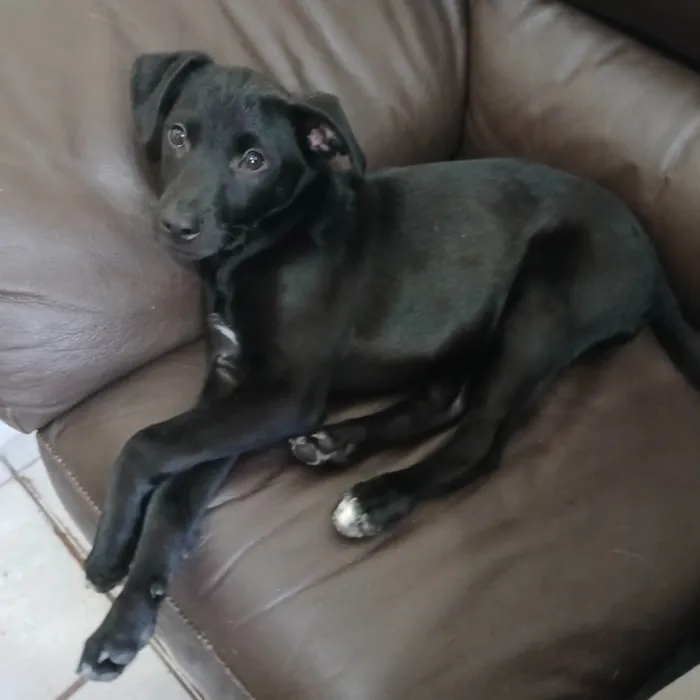 Cachorro ra a SRD-ViraLata idade 2 a 6 meses nome Zé Ruela