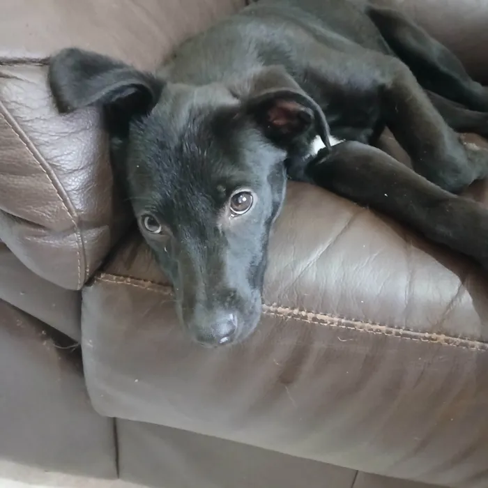 Cachorro ra a SRD-ViraLata idade 2 a 6 meses nome Zé Ruela