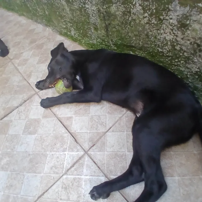 Cachorro ra a SRD-ViraLata idade 2 a 6 meses nome Zé Ruela