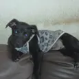 Zé Ruela