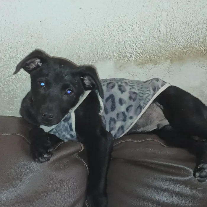 Cachorro ra a SRD-ViraLata idade 2 a 6 meses nome Zé Ruela