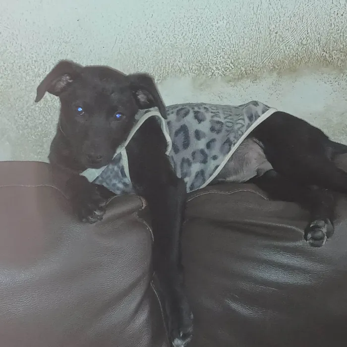 Cachorro ra a SRD-ViraLata idade 2 a 6 meses nome Zé Ruela