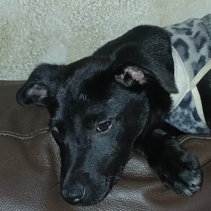 Cachorro ra a SRD-ViraLata idade 2 a 6 meses nome Zé Ruela