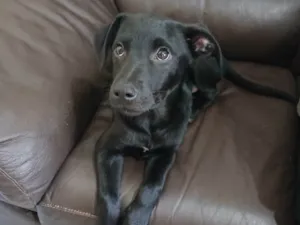 Cachorro raça SRD-ViraLata idade 2 a 6 meses nome Zé Ruela