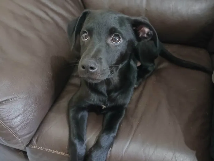 Cachorro ra a SRD-ViraLata idade 2 a 6 meses nome Zé Ruela