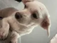 Ted