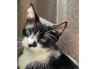 Gato raça American Shorthair idade 4 anos nome Mayla