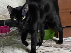 Gato raça American Shorthair idade 4 anos nome Zullie