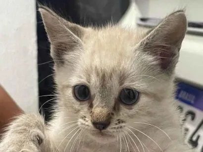 Gato raça Siamês idade 2 a 6 meses nome Não tem 
