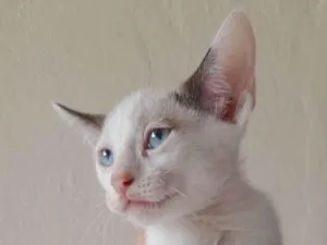 Cachorro raça SRD-ViraLata idade 2 a 6 meses nome Tutu