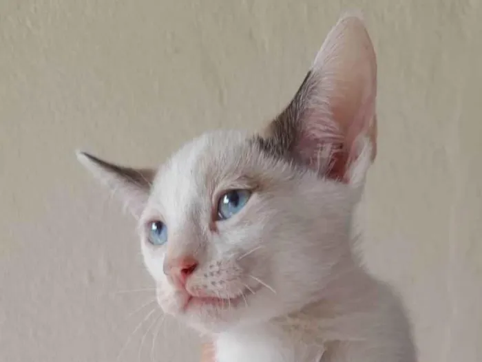 Cachorro ra a SRD-ViraLata idade 2 a 6 meses nome Tutu