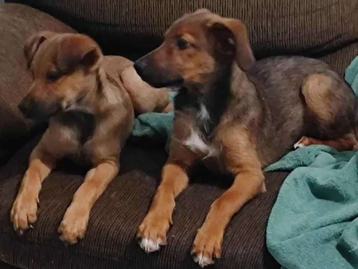 Cachorro ra a SRD-ViraLata idade 2 a 6 meses nome Max e Bidu 