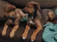 Max e Bidu