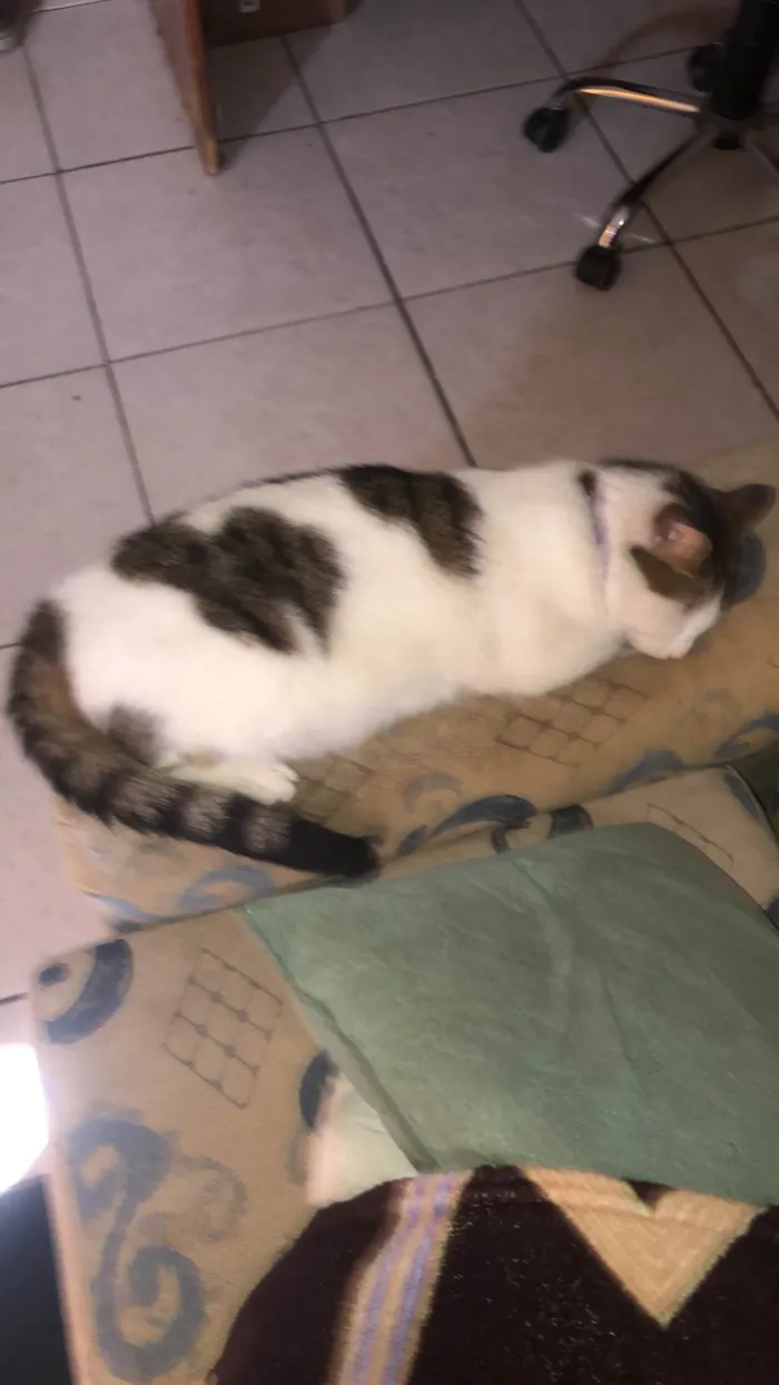 Gato ra a SRD-ViraLata idade 7 a 11 meses nome Any 