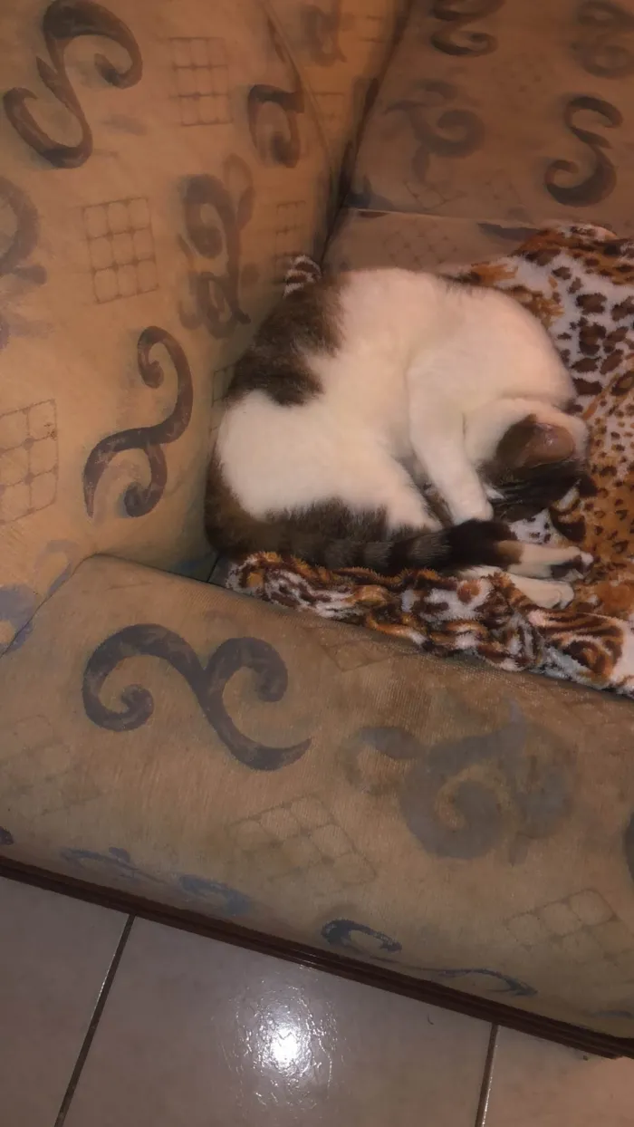 Gato ra a SRD-ViraLata idade 7 a 11 meses nome Any 