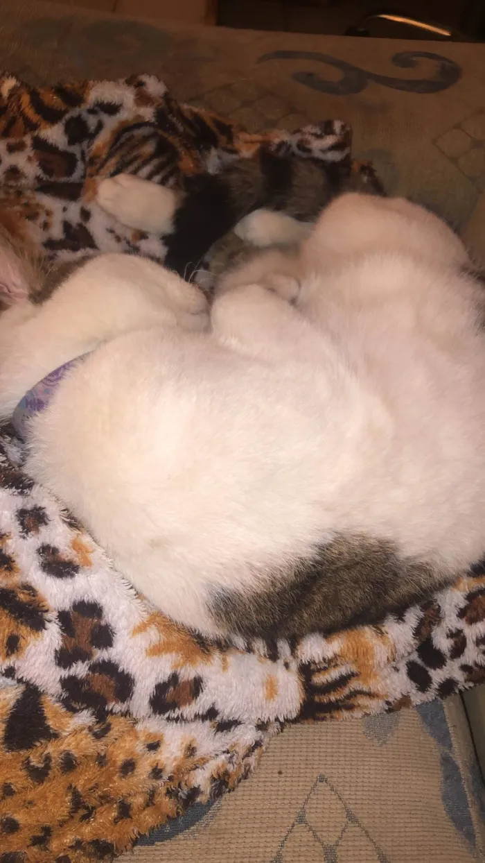 Gato ra a SRD-ViraLata idade 7 a 11 meses nome Any 