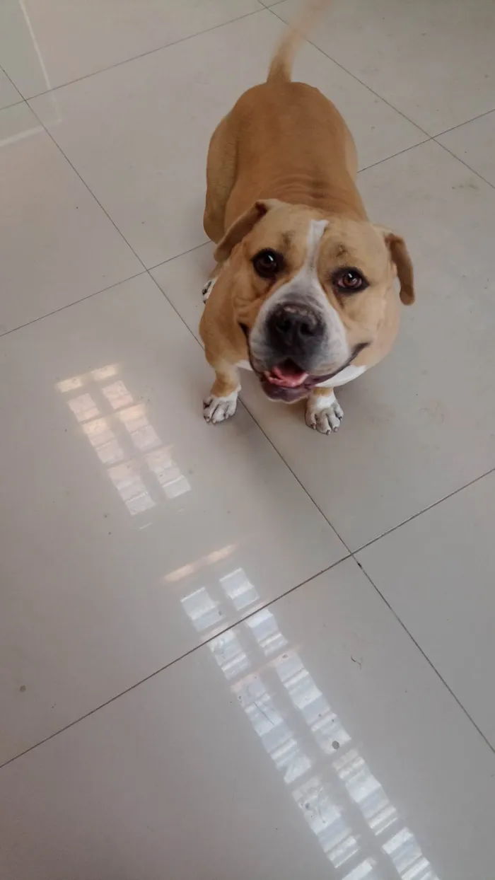 Cachorro ra a Bulldog idade 3 anos nome Hanter