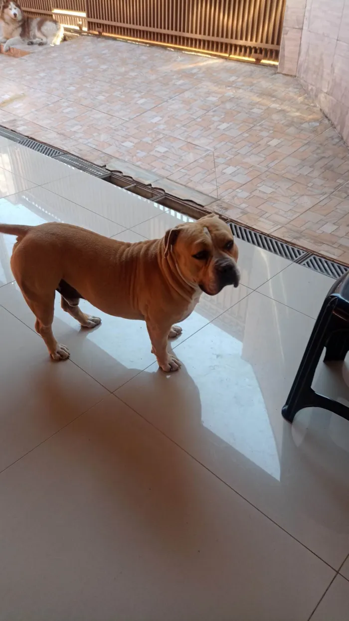Cachorro ra a Bulldog idade 3 anos nome Hanter