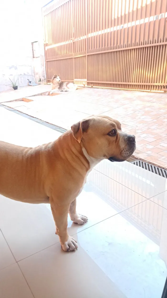 Cachorro ra a Bulldog idade 3 anos nome Hanter
