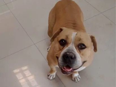 Cachorro raça Bulldog idade 3 anos nome Hanter