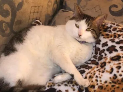 Gato raça SRD-ViraLata idade 7 a 11 meses nome Any 