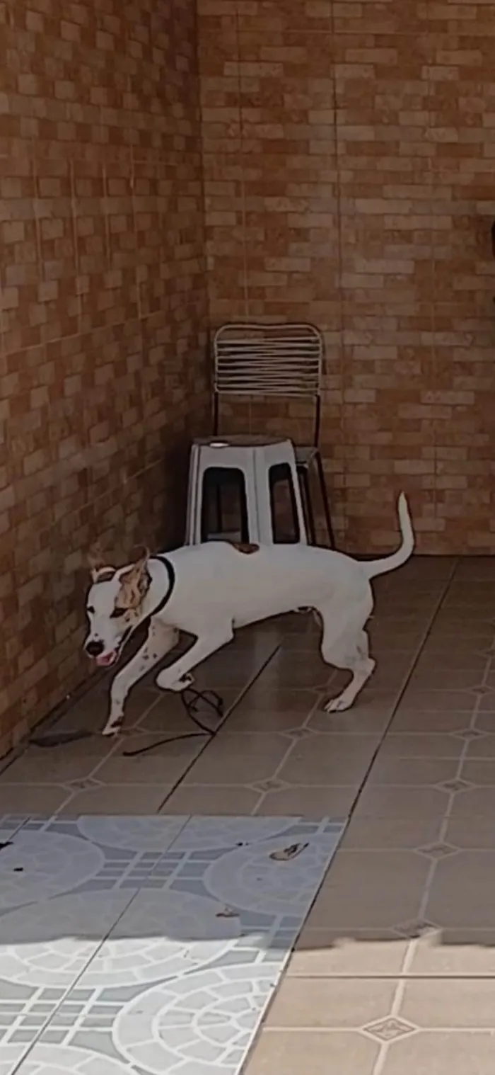 Cachorro ra a SRD-ViraLata idade 1 ano nome SONIC