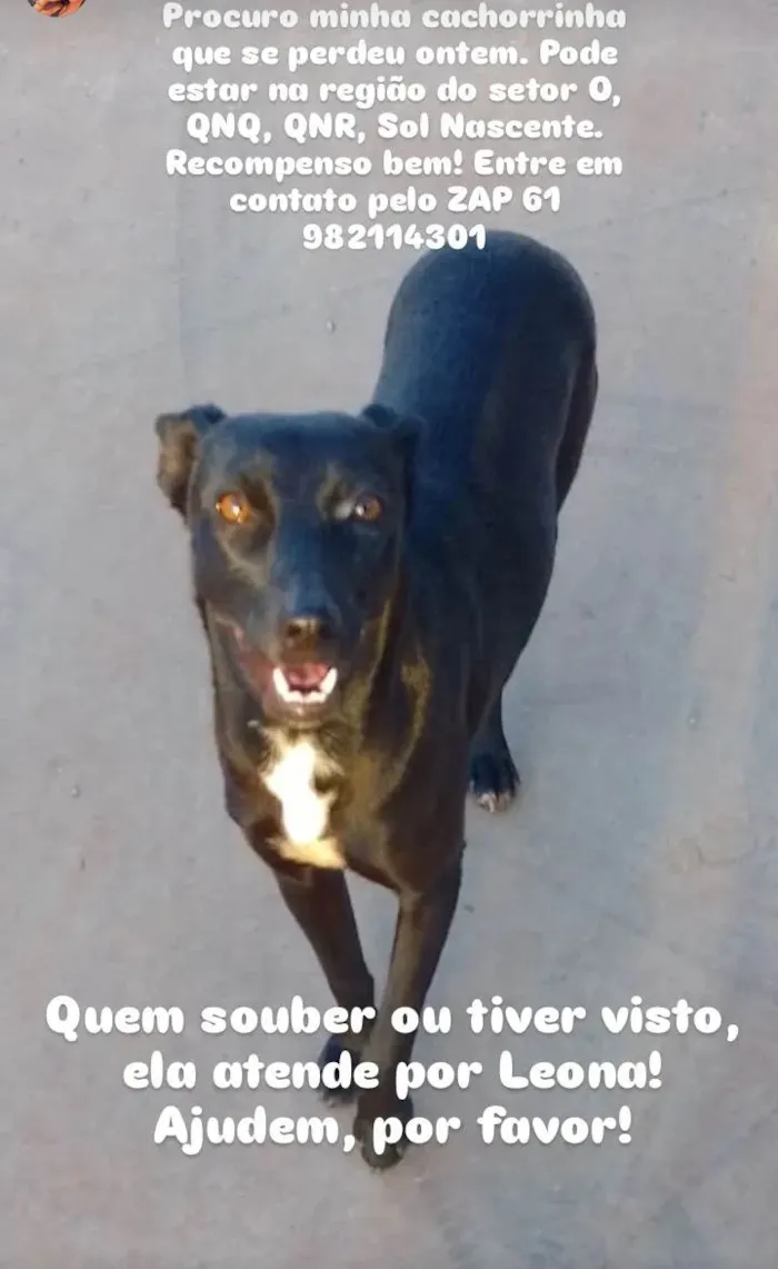 Cachorro ra a SRD-ViraLata idade 3 anos nome Leona 