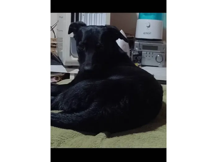 Cachorro ra a SRD-ViraLata idade 3 anos nome Leona 