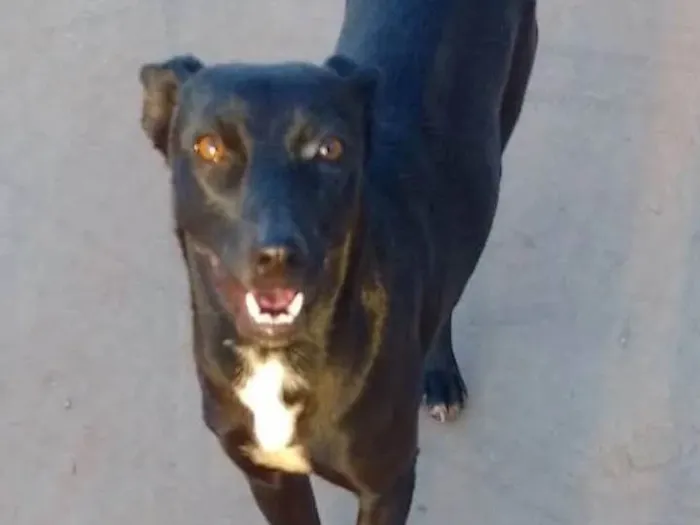 Cachorro ra a SRD-ViraLata idade 3 anos nome Leona 