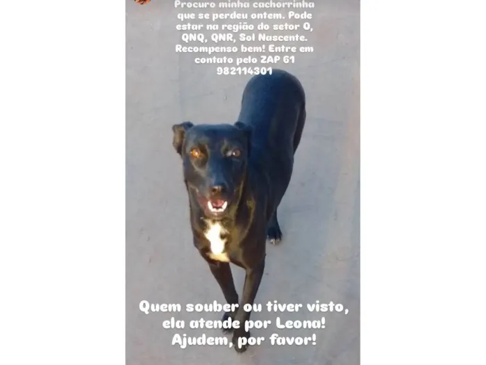 Cachorro ra a SRD-ViraLata idade 3 anos nome Leona 
