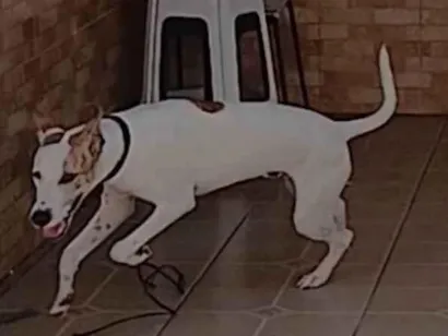 Cachorro raça SRD-ViraLata idade 1 ano nome SONIC
