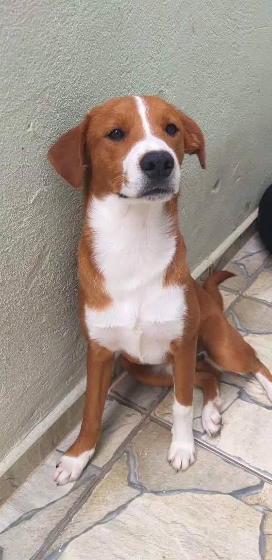Cachorro ra a SRD-ViraLata idade 7 a 11 meses nome  yoshi
