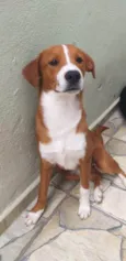 yoshi