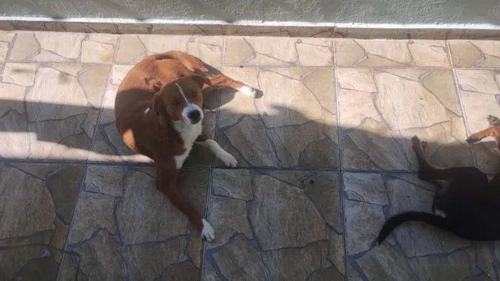 Cachorro ra a SRD-ViraLata idade 7 a 11 meses nome  yoshi