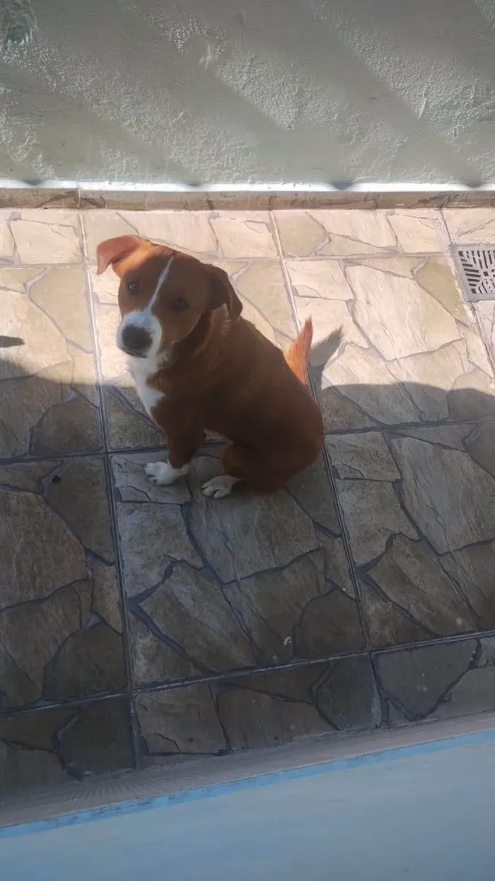 Cachorro ra a SRD-ViraLata idade 7 a 11 meses nome  yoshi