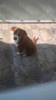 yoshi