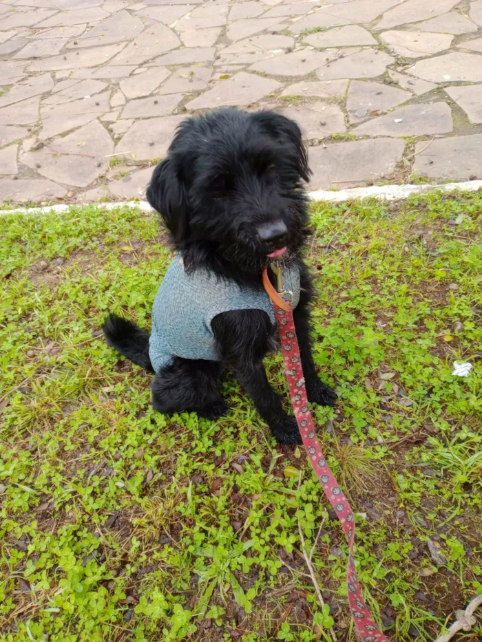 Cachorro ra a SRD-ViraLata idade 2 anos nome Bidu