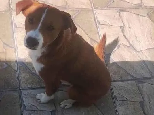 Cachorro ra a SRD-ViraLata idade 7 a 11 meses nome  yoshi