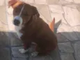 yoshi