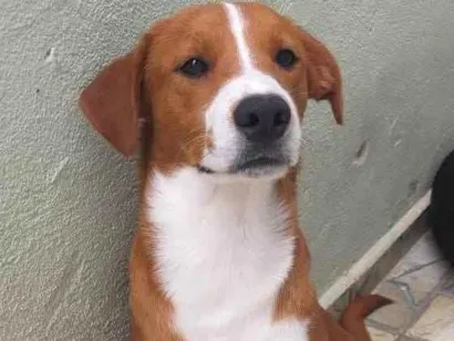 Cachorro raça SRD-ViraLata idade 7 a 11 meses nome  yoshi