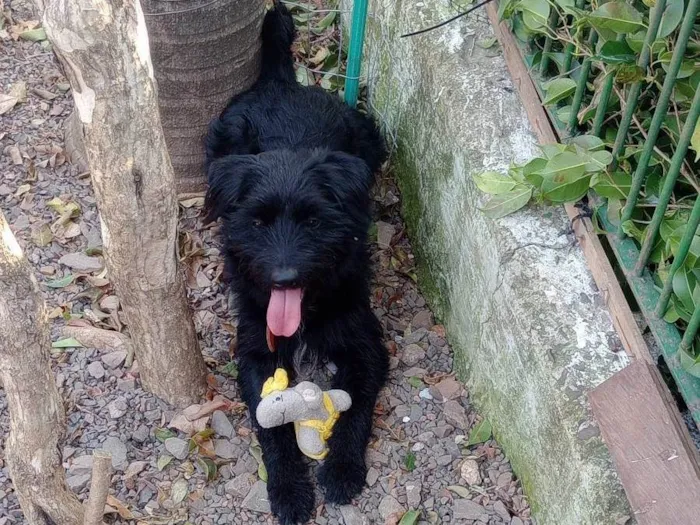 Cachorro ra a SRD-ViraLata idade 2 anos nome Bidu