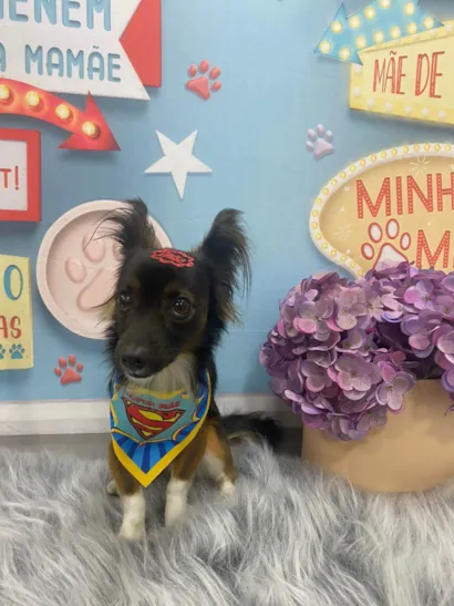 Cachorro raça SRD-ViraLata idade 5 anos nome Pretinho