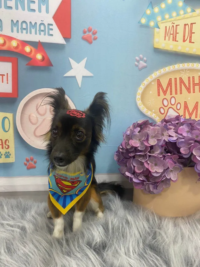 Cachorro ra a SRD-ViraLata idade 5 anos nome Pretinho