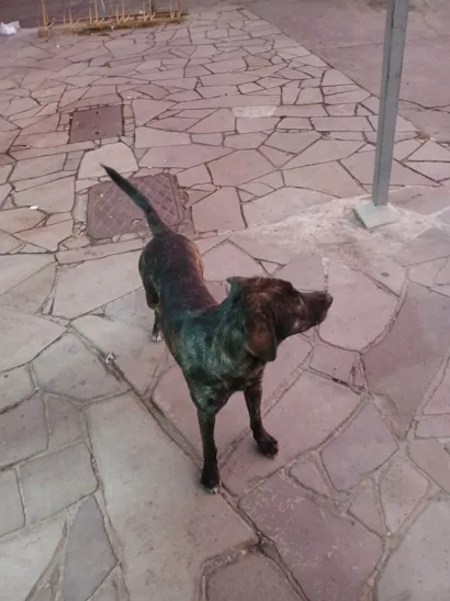 Cachorro raça SRD-ViraLata idade 2 anos nome Tigre
