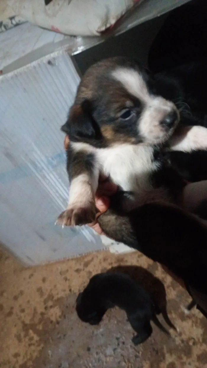 Cachorro ra a SRD-ViraLata idade 2 a 6 meses nome Sem nome ainda