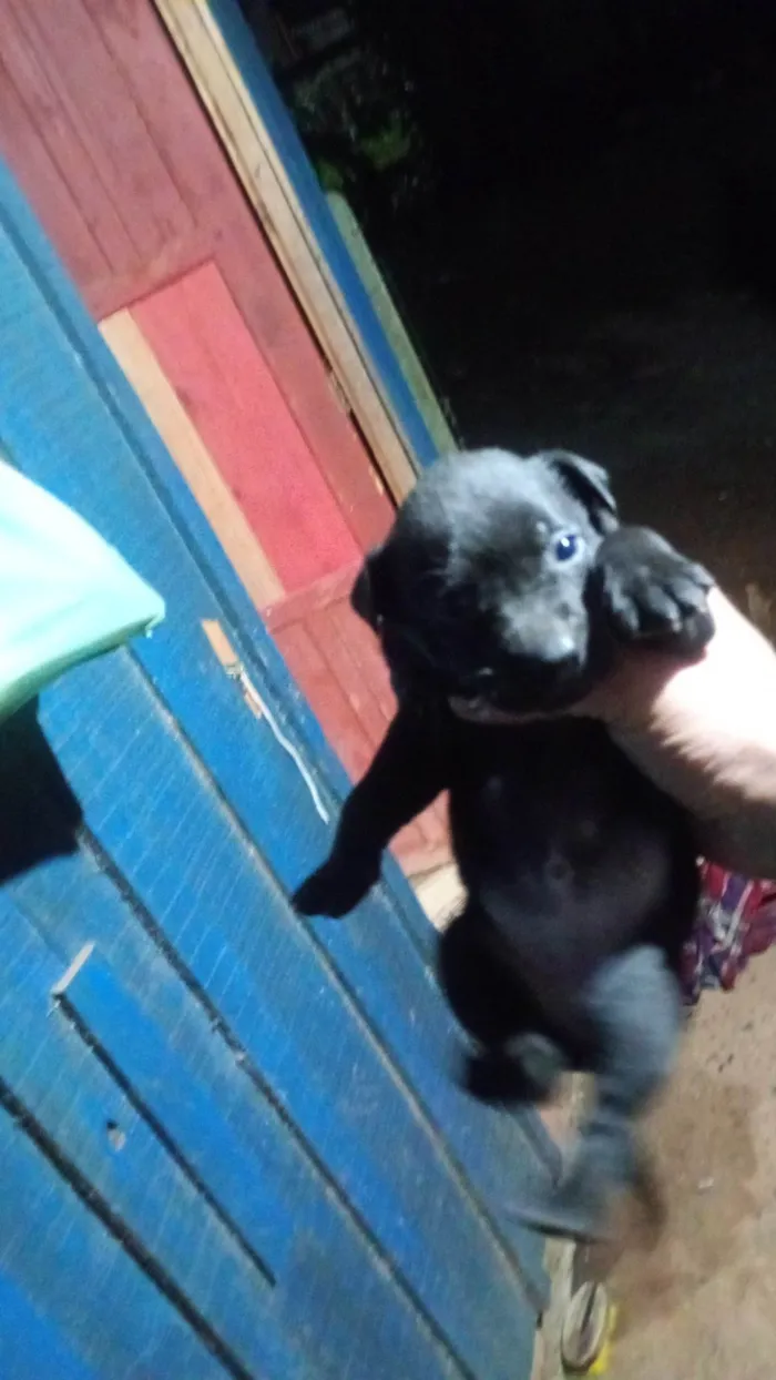 Cachorro ra a SRD-ViraLata idade 2 a 6 meses nome Sem nome ainda