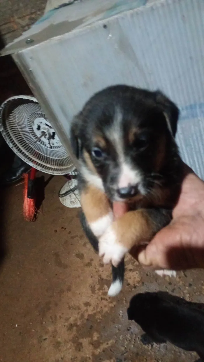 Cachorro ra a SRD-ViraLata idade 2 a 6 meses nome Sem nome ainda